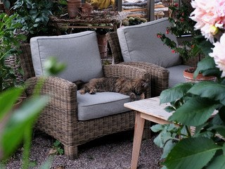 Dallas Chair